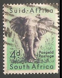 Elefante