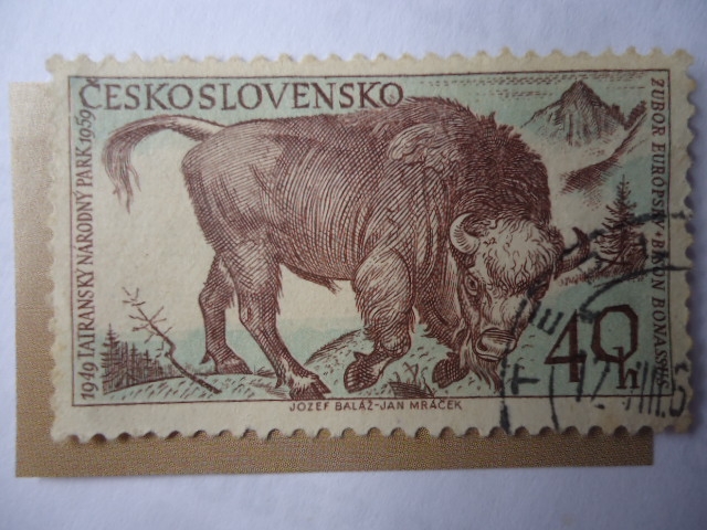 Bisonte - Zubor Europsky- (Tanap)