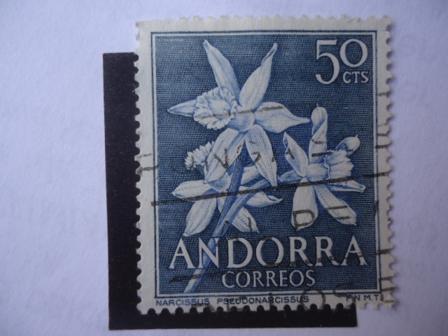 Narcissus Pseudonarcissus