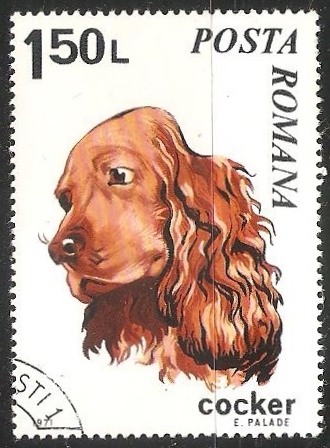 Cocker-Spaniel