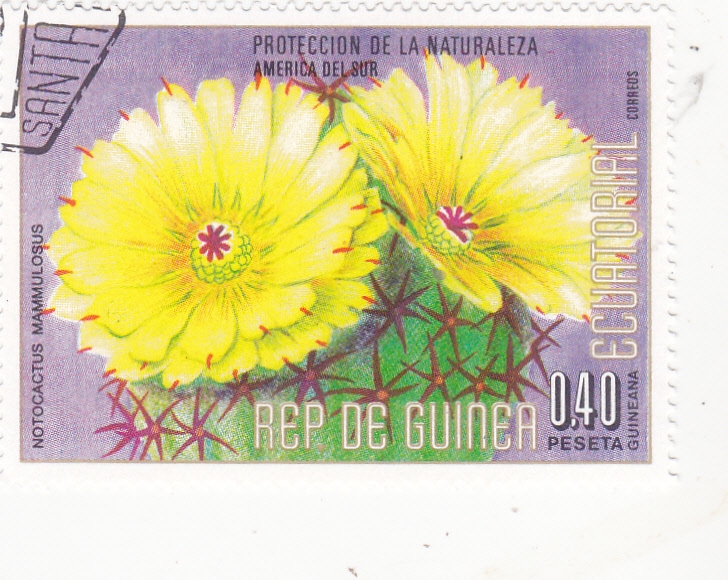 F L O R E S-PROTECCIÒN DE LA NATURALEZA