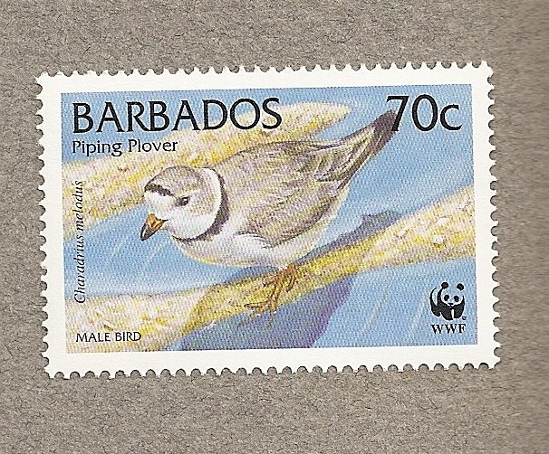 Aves