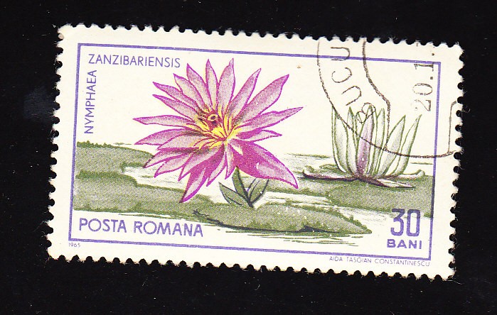 Nymphaea zanzibariensis
