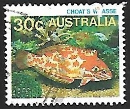 Choat's Red Leopard Wrasse