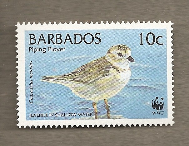 Aves