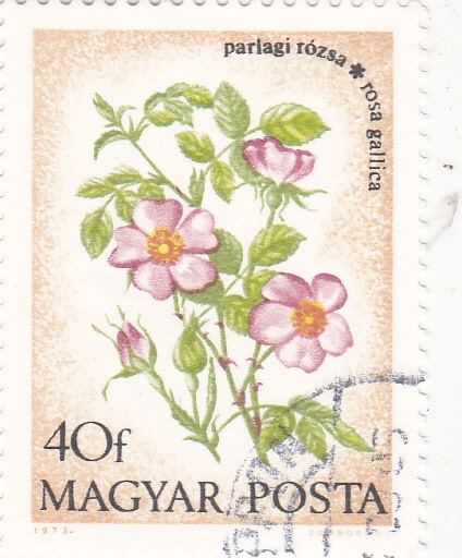 F L O R E S-ROSA  GALLICA