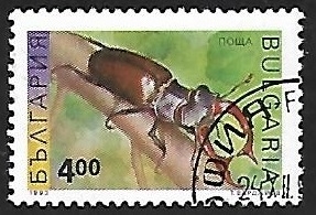 Lucanus cervus