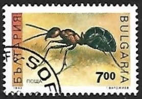 Hormiga Rufa