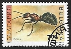Hormiga Rufa