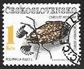 Polyphylla fullo