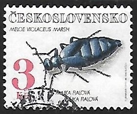 Meloe violaceus