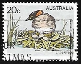 Little Grebe