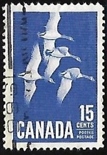 Canadian Geese