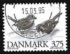 House Sparrow 
