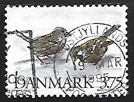 House Sparrow 