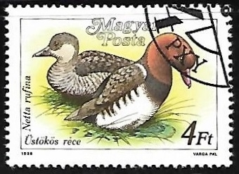 Patos