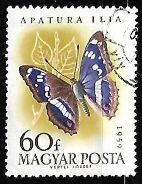 mariposa