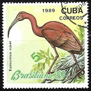 Brasiliana 89