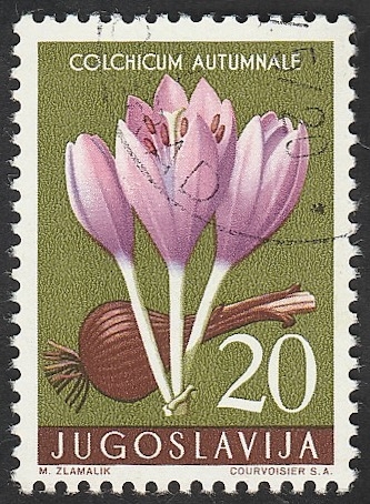 716 - Flor medicinal