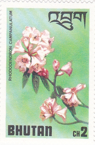 Flores-
