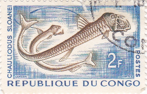 Pez- Chauliodus Sloanei