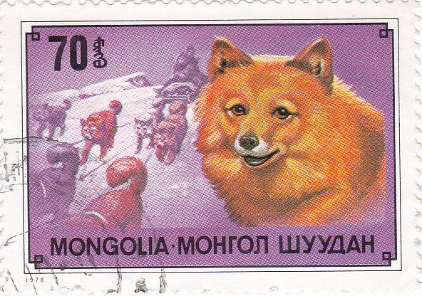 PERROS DE TIRO