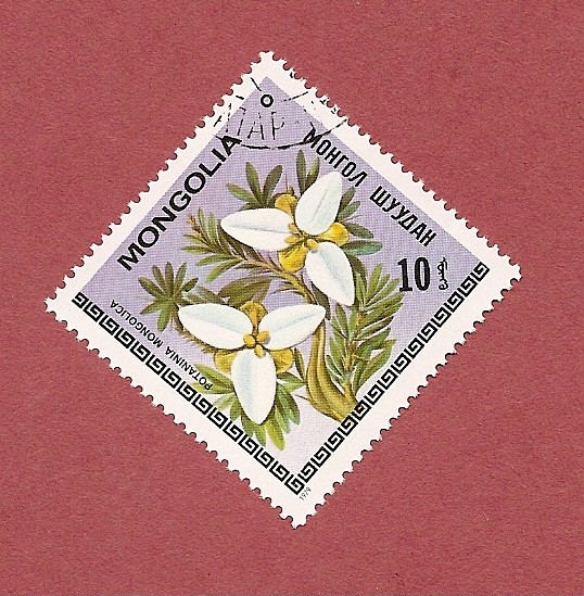 Flora de Mongolia - Flores - Potaninia Mongolica