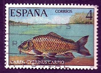 Carpa