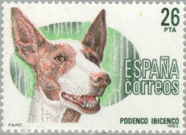 PERROS DE RAZA ESPAÑOLA Podenco ibicenco