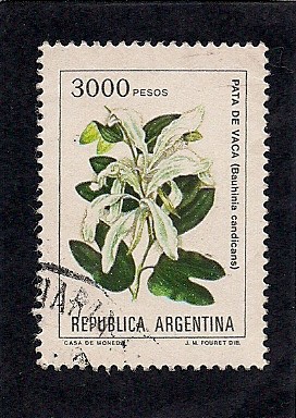 Pata de Vaca