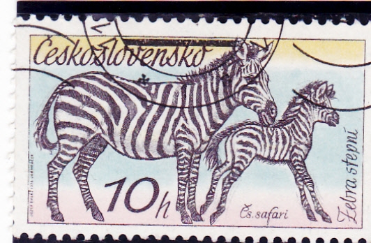cebras