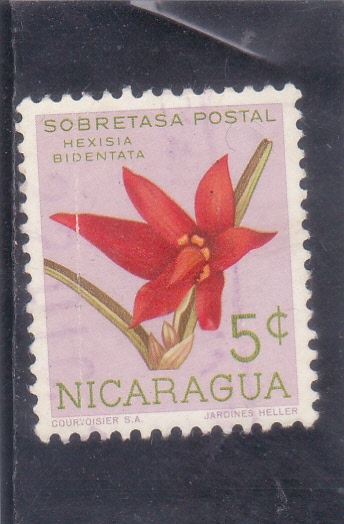flores- hexisia