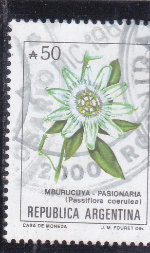 flores- PASIONARIA