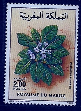 Mandragora rutumnalis