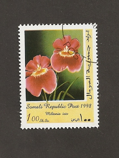 Flor Miltonia isis