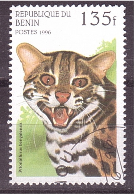 serie- Felinos