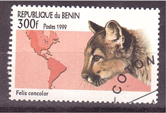 serie- Felinos en el Mundo