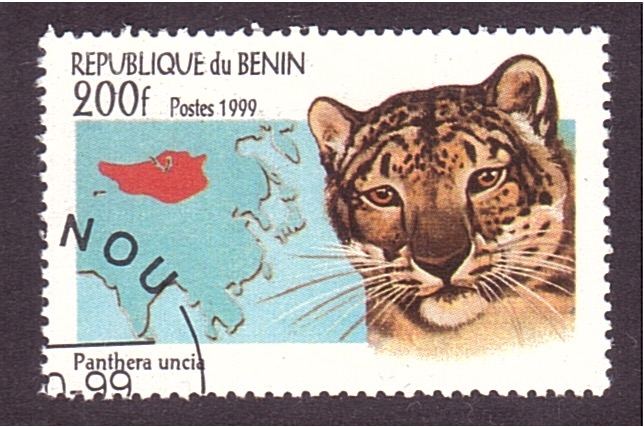 serie- Felinos en el Mundo