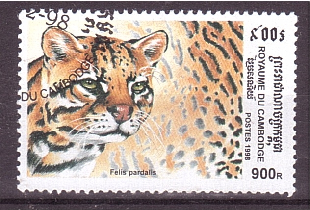 serie- Felinos