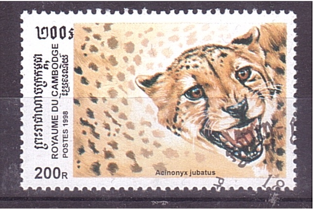 serie- Felinos