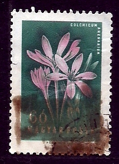 Colchicun Arenarium