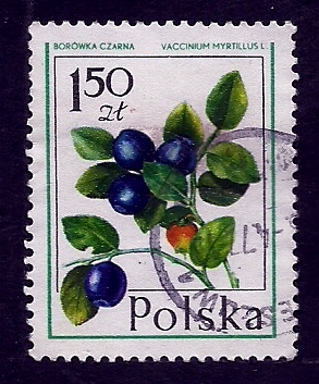 OLIVOS