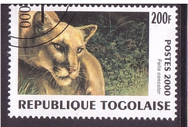 serie- Felinos