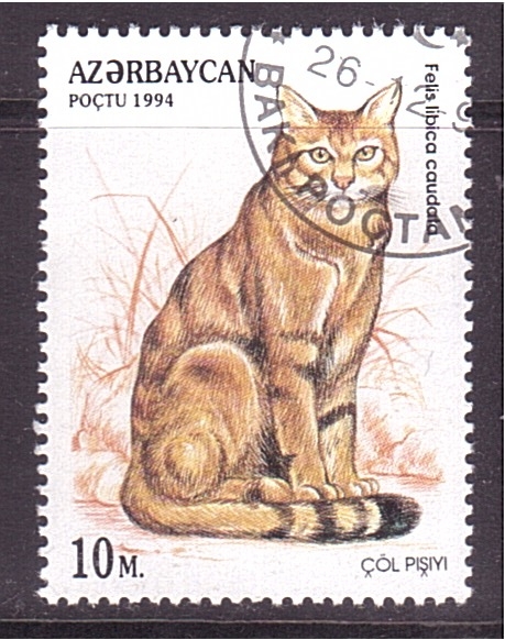 serie- Felinos