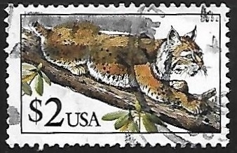 Lince