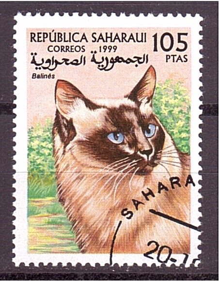 serie- Gatos