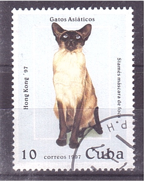 serie- Gatos Asiáticos