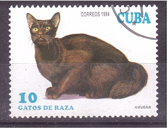 serie- Gatos Asiáticos