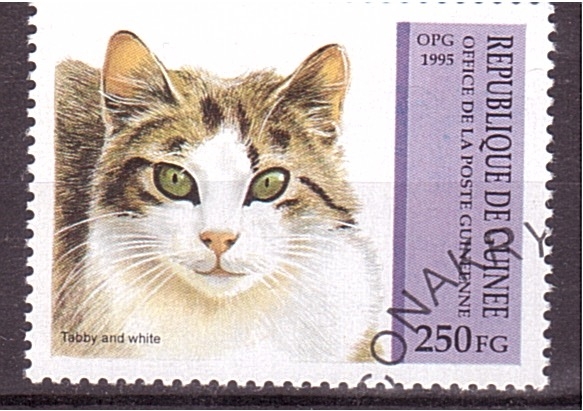 serie- Gatos