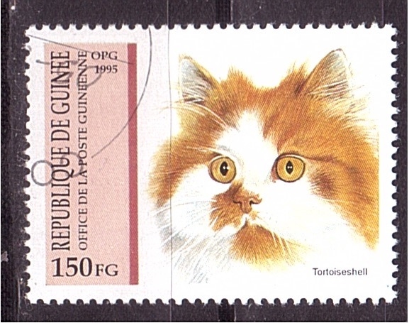 serie- Gatos